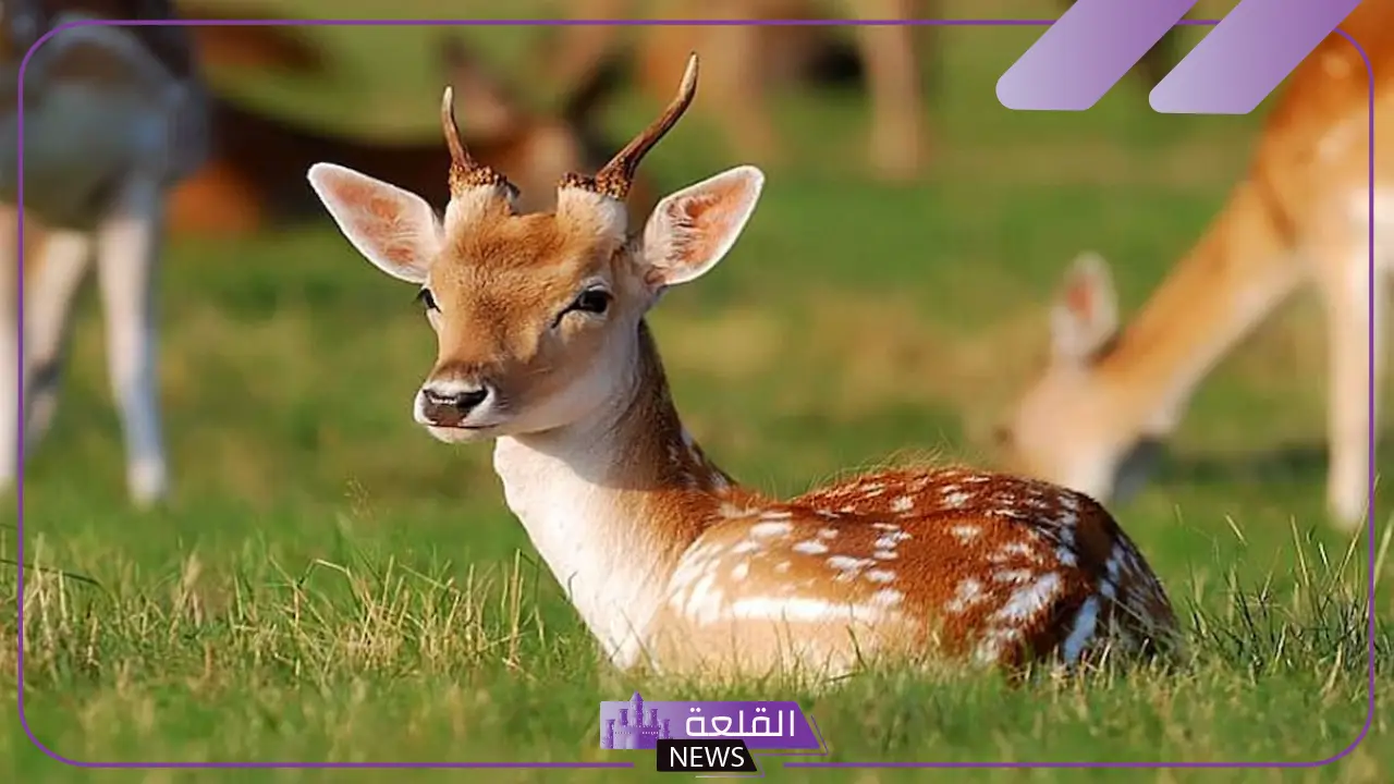  أسباب إصدار صوت الغزال.. ما اسم صوت حيوان الغزال؟