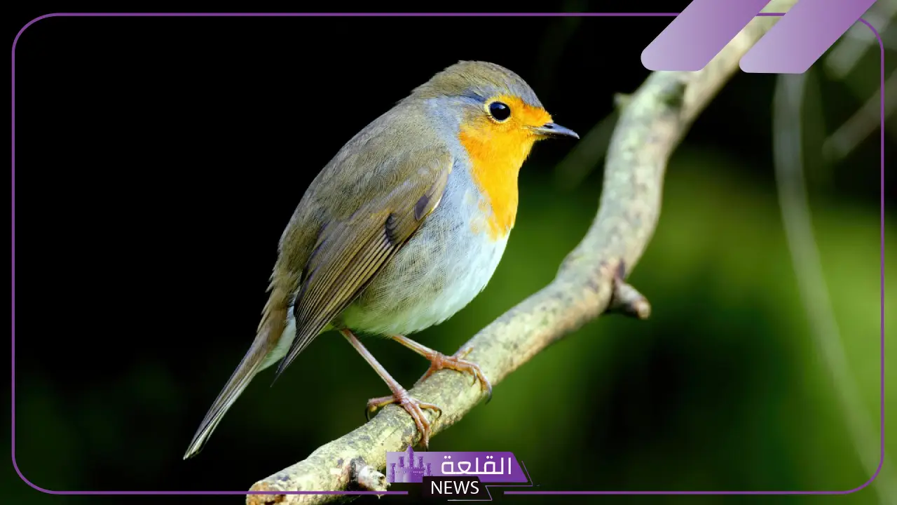 تفسير رؤية حلم العصافير في المنام للعزباء والمتزوجة في القفص 5 رؤية العصفور في المنام للمتزوجة