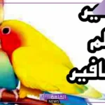 تفسير رؤية حلم العصافير في المنام للعزباء والمتزوجة في القفص