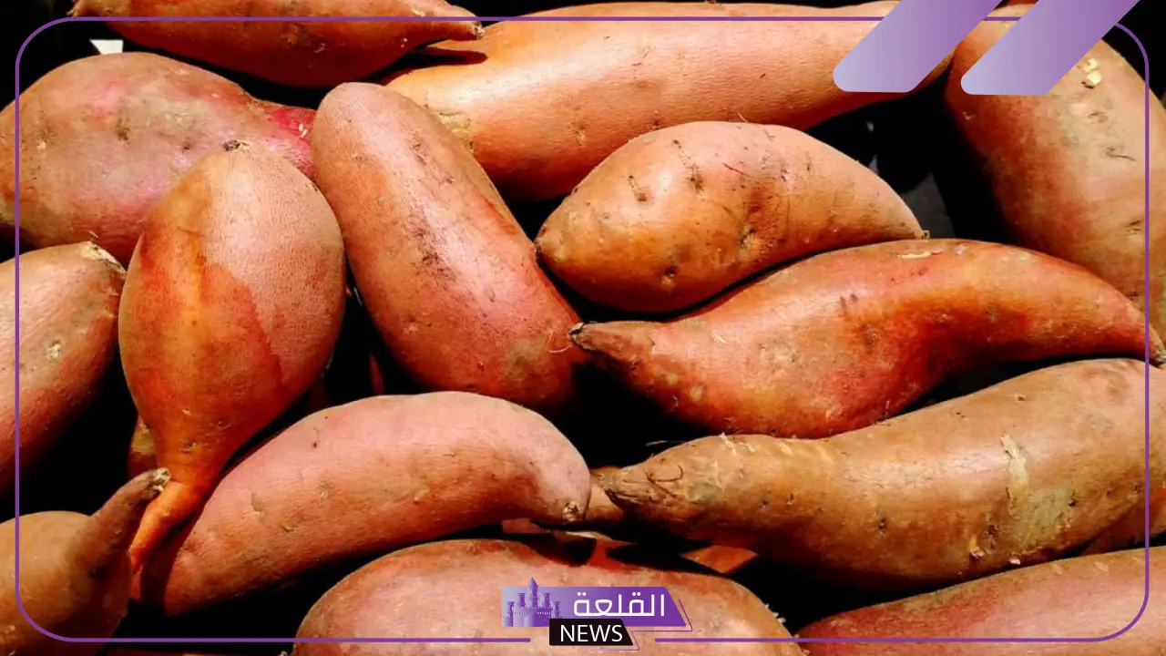 انواع البطاطا الحلوة بفوائدها.. أضرار البطاطا الحلوة انواع البطاطا الحلوة بفوائدها.. أضرار البطاطا الحلوة