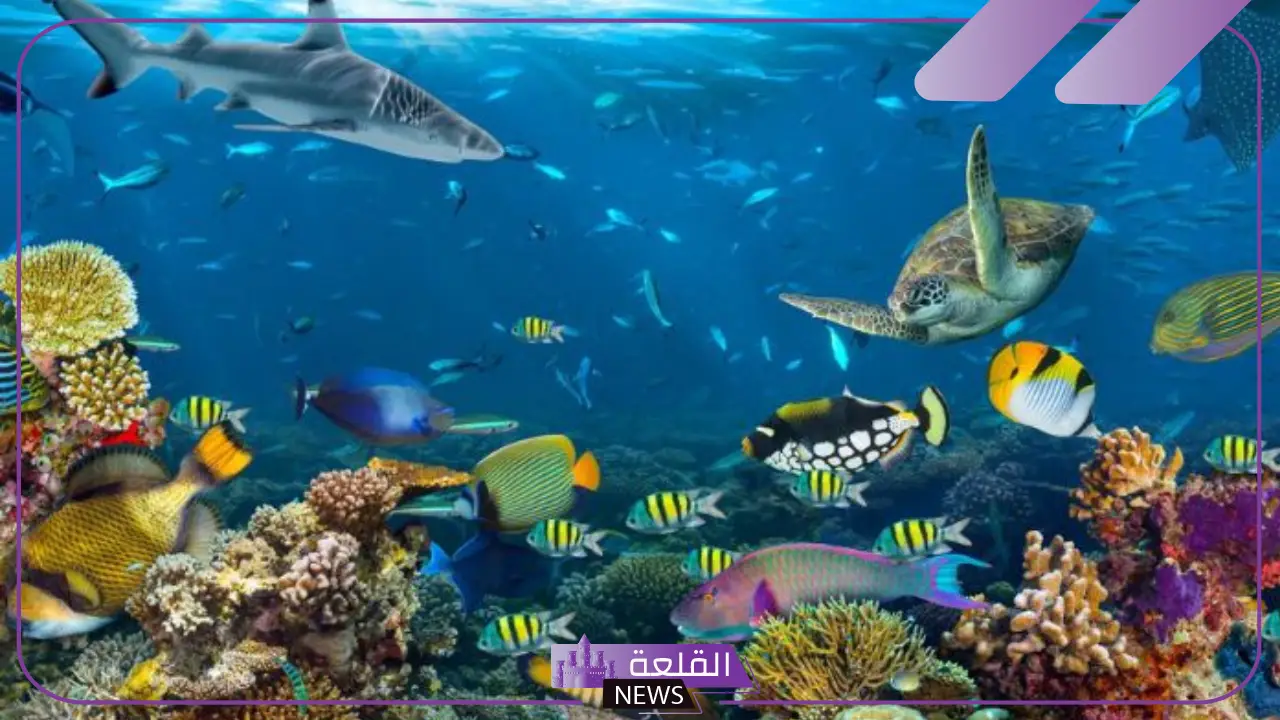 اسماء الحيوانات البحرية والبرمائية وأنواعها 6 أهمية الحيوانات البحرية