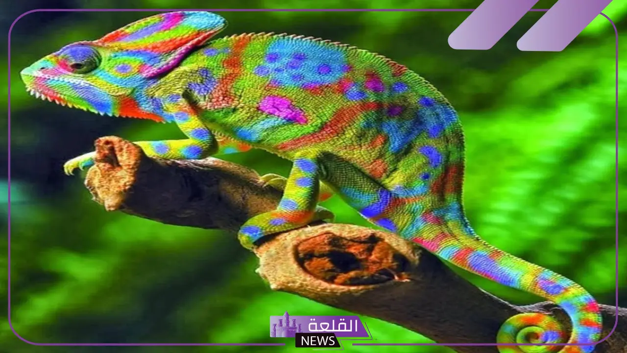 تفسير حلم قتل الحرباء في المنام ورؤيتها لابن سيرين 5 تفسير الخوف من الحرباء في المنام