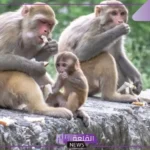 تفسير حلم رؤية قرد صغير في المنام للرجل والمتزوجة والعزباء