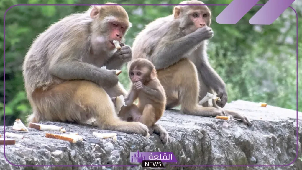 تفسير حلم رؤية قرد صغير في المنام للرجل والمتزوجة والعزباء