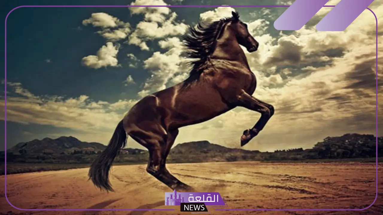 عبارات عن الخيل تويتر وتليجرام، أجمل ما قيل عن الخيل 5 الخيل والشجاعة