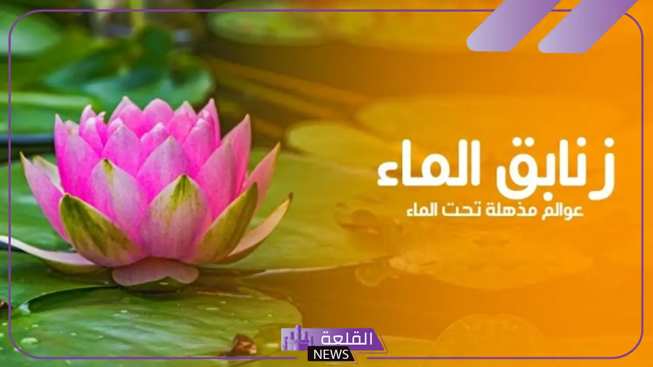 وصف وخصائص زنبق الماء وأهميته في النظام البيئي