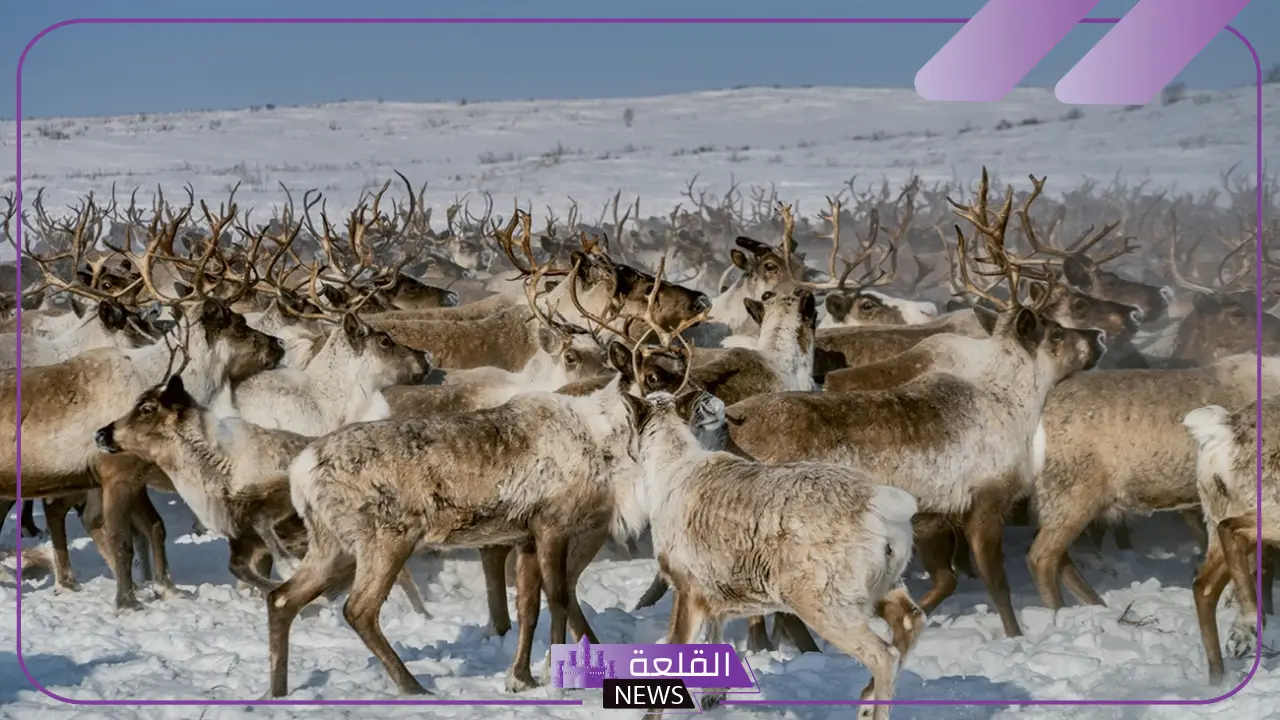 معلومات عن حيوان الرنا.. أين يعيش حيوان الرنة؟ 5 حيوان الرنا