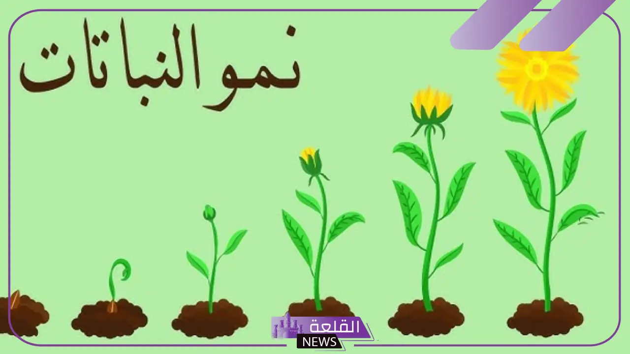 ما هي اجزاء النبات ووظائفها للاطفال 6 تعريف أجزاء النباتات