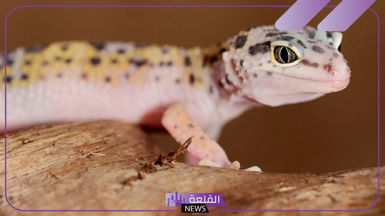 تفسير حلم رؤية الوزغ في المنام لابن سيرين وابن شاهين 5 معنى رؤية الوزغ بالمنام