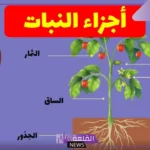 ما هي اجزاء النباتات من الجذور الساق والأوراق؟
