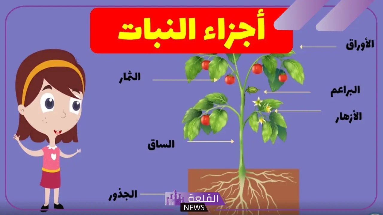 ما هي اجزاء النباتات من الجذور الساق والأوراق؟ 5 ما هي اجزاء النباتات من الجذور الساق والأوراق؟