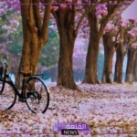 صور جميلة جديدة جاهزة للتحميل 2025.. أجمل خلفيات وصور لجوالك