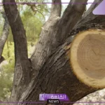أهمية الساق اللينة والساق الخشبية.. أجزاء الساق في النبات