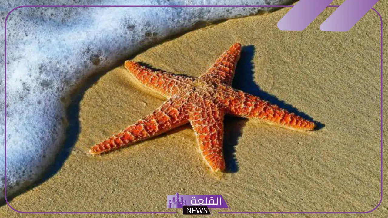 معلومات عن نجم البحر وعن حياته.. هل نجم البحر سام؟ معلومات عن نجم البحر وعن حياته.. هل نجم البحر سام؟