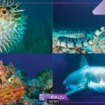 ما هو الفرق بين الحبار والأخطبوط؟ هل الأخطبوط نفسه الحبار
