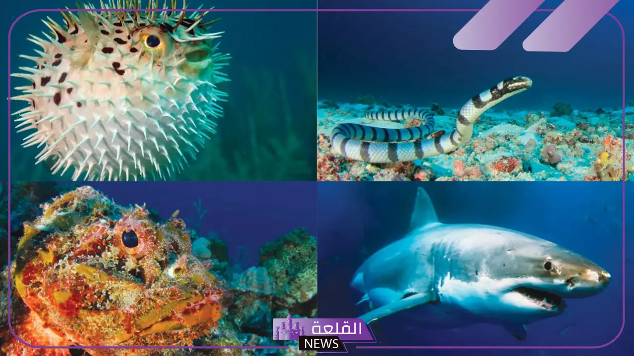 ما هو الفرق بين الحبار والأخطبوط؟ هل الأخطبوط نفسه الحبار