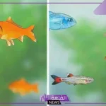 من اضرار التلوث القضاء على الاحياء البحرية من اسماك ونباتات