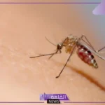 أجزاء ومكونات جسم البعوضة.. الأمراض التي تنقلها البعوضة