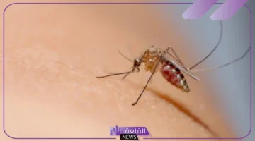 البعوضة