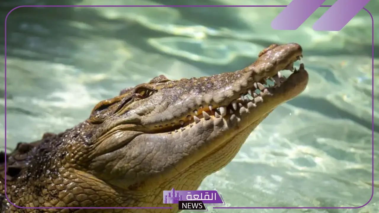 اين يعيش التمساح؟ كم يعيش التمساح بدون طعام اين يعيش التمساح؟ كم يعيش التمساح بدون طعام