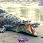 اين يعيش التمساح؟ كم يعيش التمساح بدون طعام