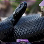 تفسير الثعبان الأسود في المنام ورؤيته يهاجمني لابن سيرين