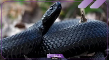 الثعبان الأسود بالمنام