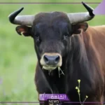 تفسير رؤية الثور في المنام للمرأة والرجل للعالم ابن سيرين