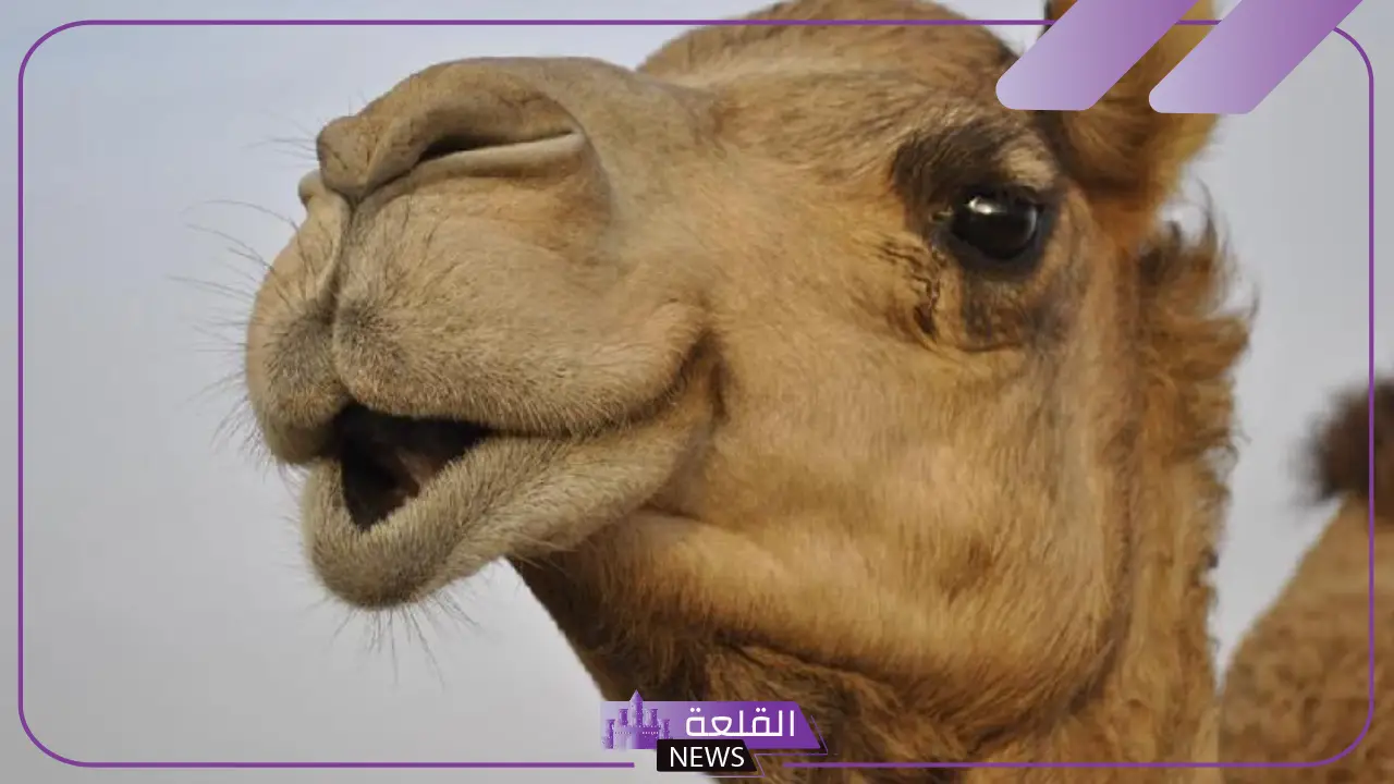 ما هو اسم صوت الجمل؟ خصائص الجمل ومعلومات عن حياته ما هو اسم صوت الجمل؟ خصائص الجمل ومعلومات عن حياته