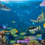 أنواع الحيوانات البحرية النادرة اللافقارية ومعلومات عن حياتها