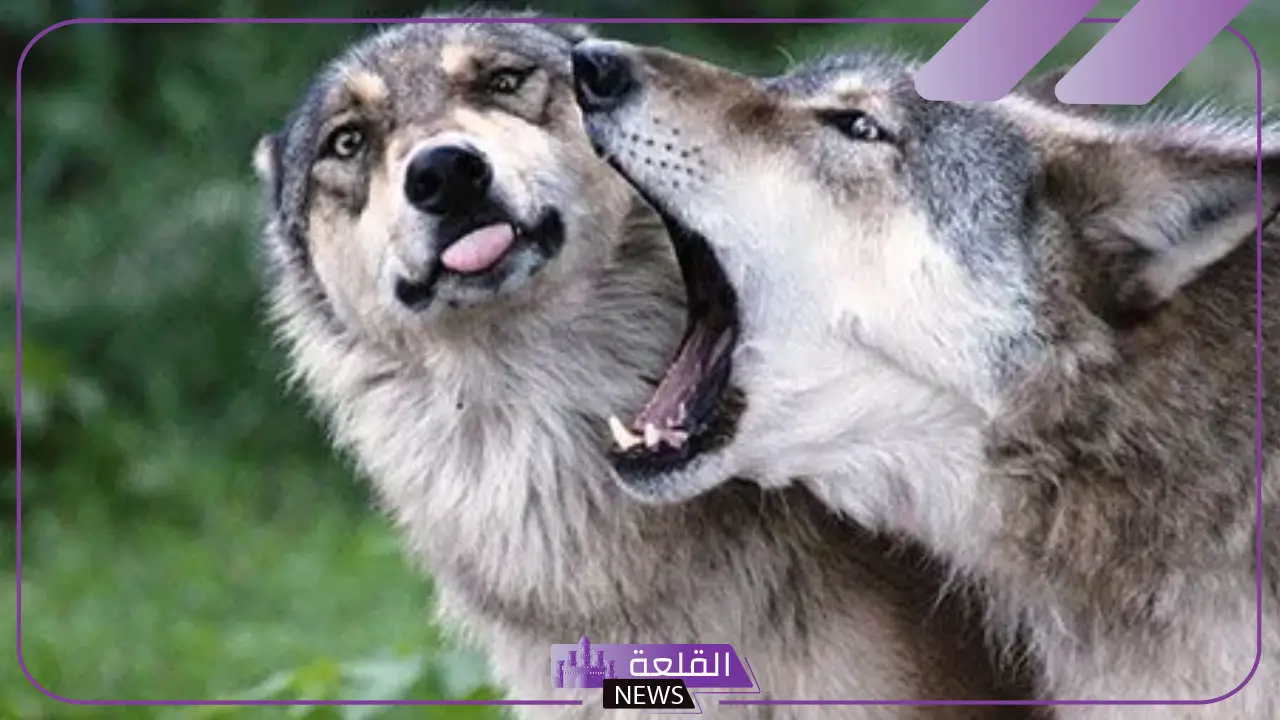 أنواع سلوكيات الحيوانات.. سلوك الحيوانات من أجل البقاء أنواع سلوكيات الحيوانات.. سلوك الحيوانات من أجل البقاء