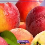 رمز اكل الخوخ في المنام للمرأة العزباء والمتزوجة للعالم ابن سيرين