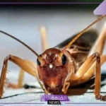 تفسير حلم رؤية الصرصور الكبير في المنام للمتزوجة والعزباء