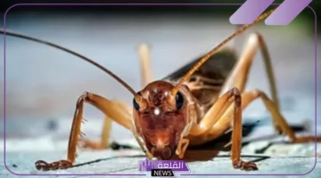 الصرصار البني في المنام