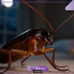 تفسير حلم الصراصير للعزباء والمتزوجة والمطلقة في المنام