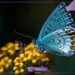 ما اسم ذكر الفراشة بالعربية والإنجليزية؟ معلومات عن الفراشة
