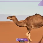 تفسير حلم رؤية الناقة في المنام للرجل المتزوج والمرأة ورمزها