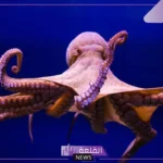 كم عدد ارجل الاخطبوط؟ صفات الأخطبوط وخصائصه