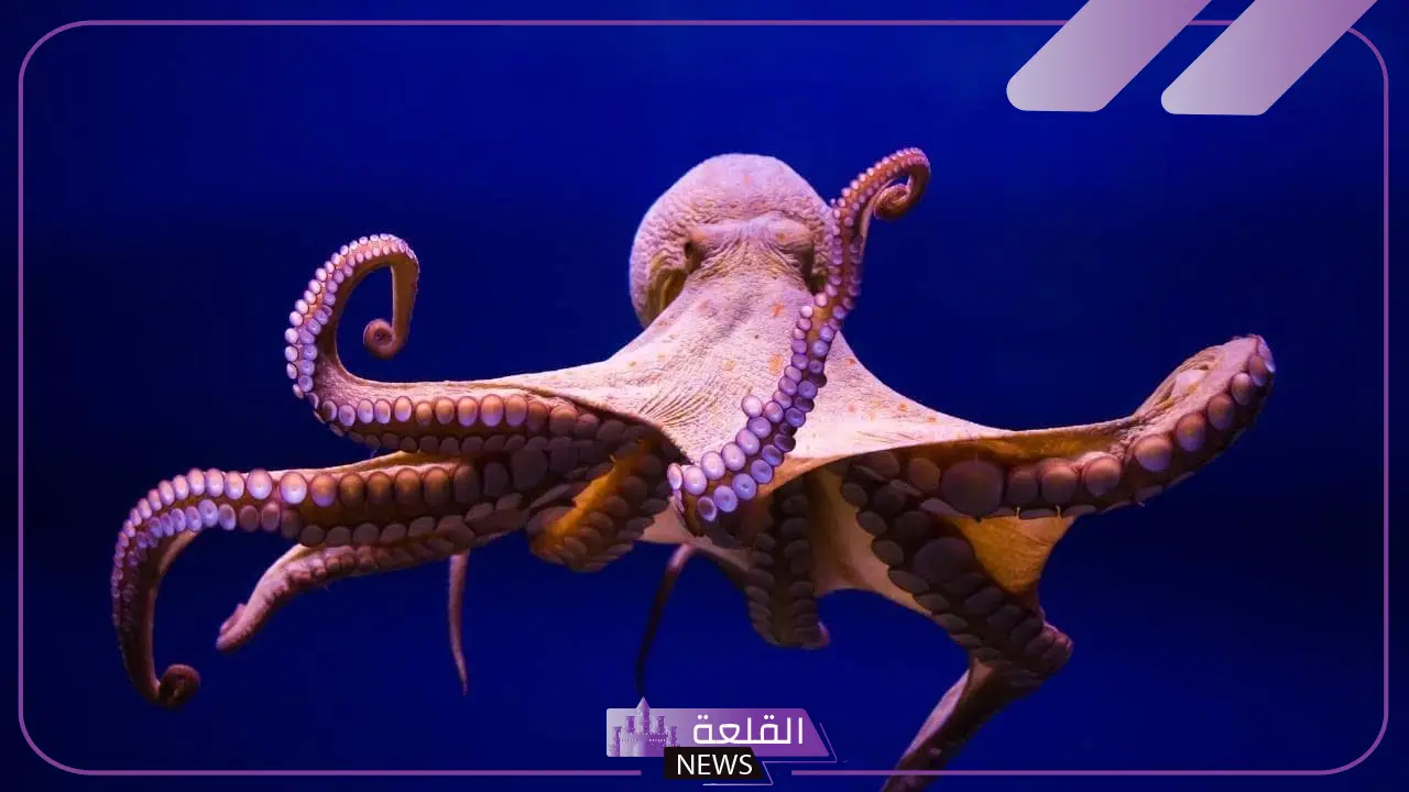 كم عدد ارجل الاخطبوط؟ صفات الأخطبوط وخصائصه