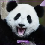 معلومات عن الباندا غريبة.. ماذا يأكل الباندا؟
