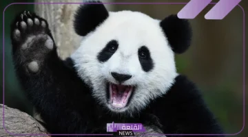 تفاصيل عن الباندا