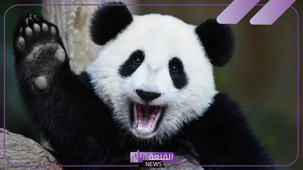 معلومات عن الباندا غريبة.. ماذا يأكل الباندا؟