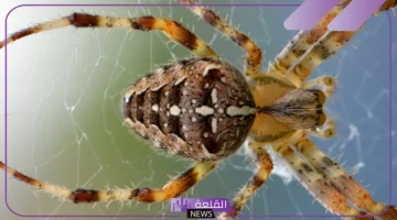 تفاصيل عن العناكب