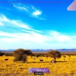 ما هو الفرق بين حشائش السافانا والاستبس؟