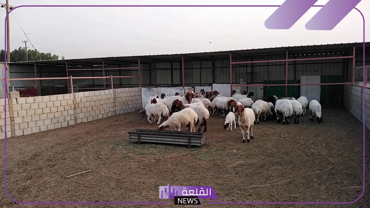 أنواع حظيرة الغنم.. كيفية بناء حظائر الاغنام أنواع حظيرة الغنم.. كيفية بناء حظائر الاغنام