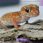 تفسير حلم رؤية البريعصي في المنام للرجل والمرأة لابن سيرين