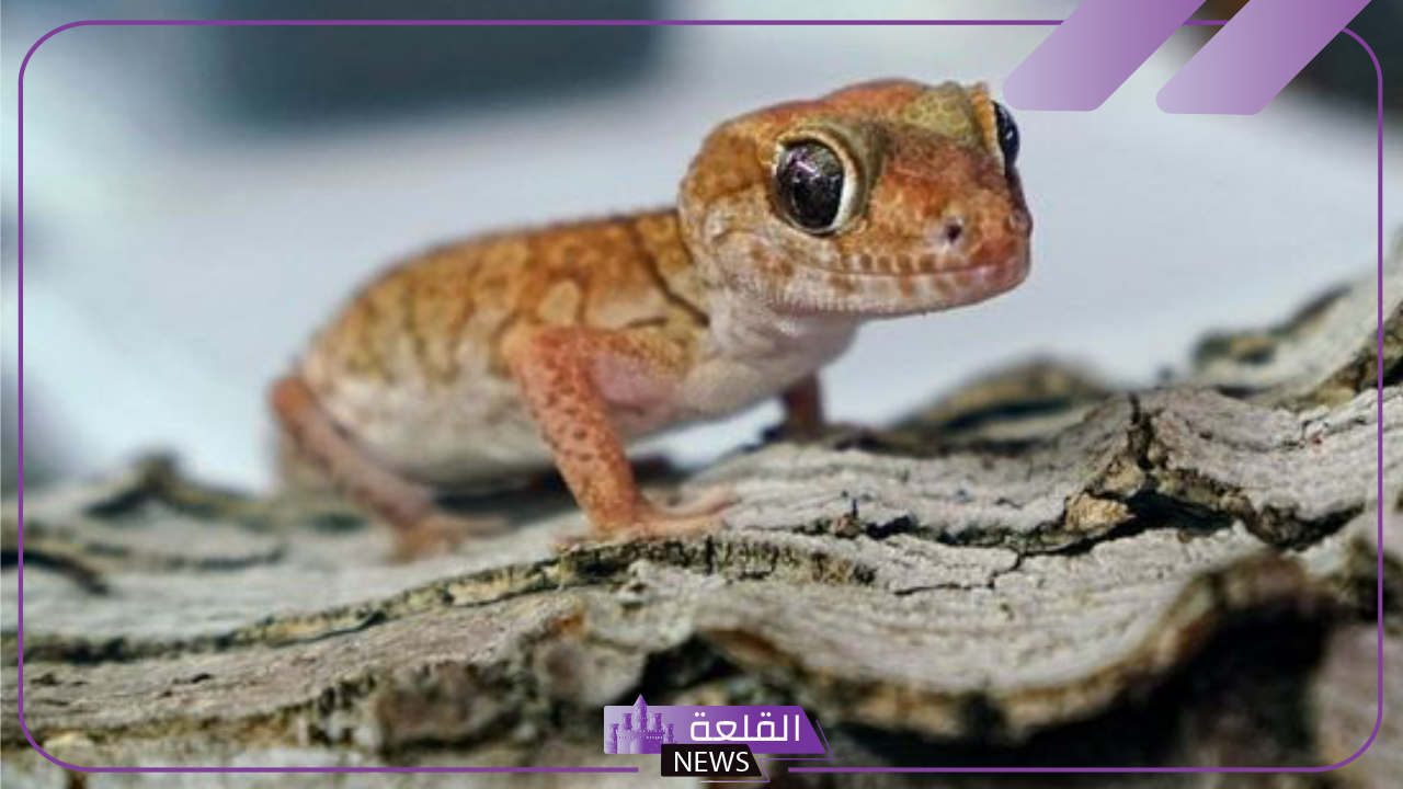 تفسير حلم رؤية البريعصي في المنام للرجل والمرأة لابن سيرين