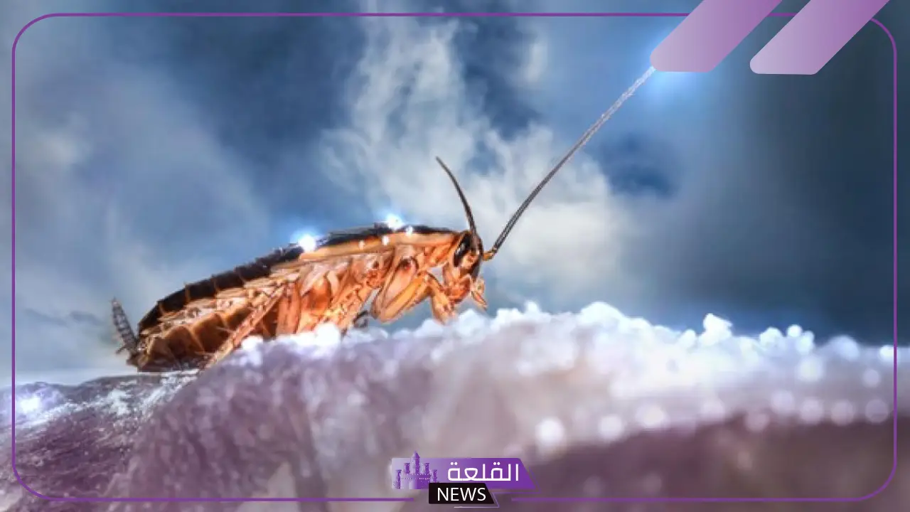 تفسير حلم رؤية الصرصور الكبير في المنام للمتزوجة والعزباء 5 تفسير حلم صرصور كبير للعزباء