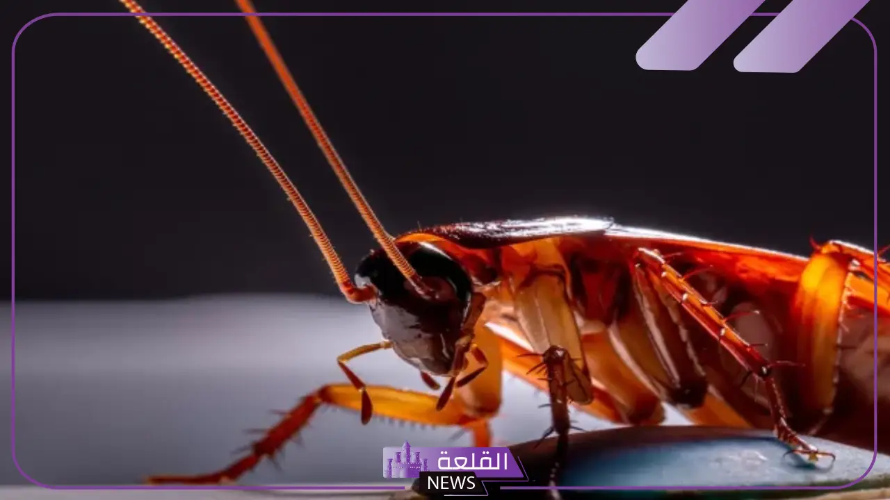 تفسير حلم الصراصير للعزباء والمتزوجة والمطلقة في المنام 5 تفسير حلم الصراصير للعزباء والمتزوجة والمطلقة
