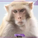 تفسير القرد في المنام ورؤيته لابن سيرين للمتزوجة وعلاقته بالسحر
